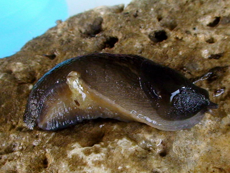 Limax grigio + Limax aldrovandi Moquin-Tandon 1855 degli Apuane